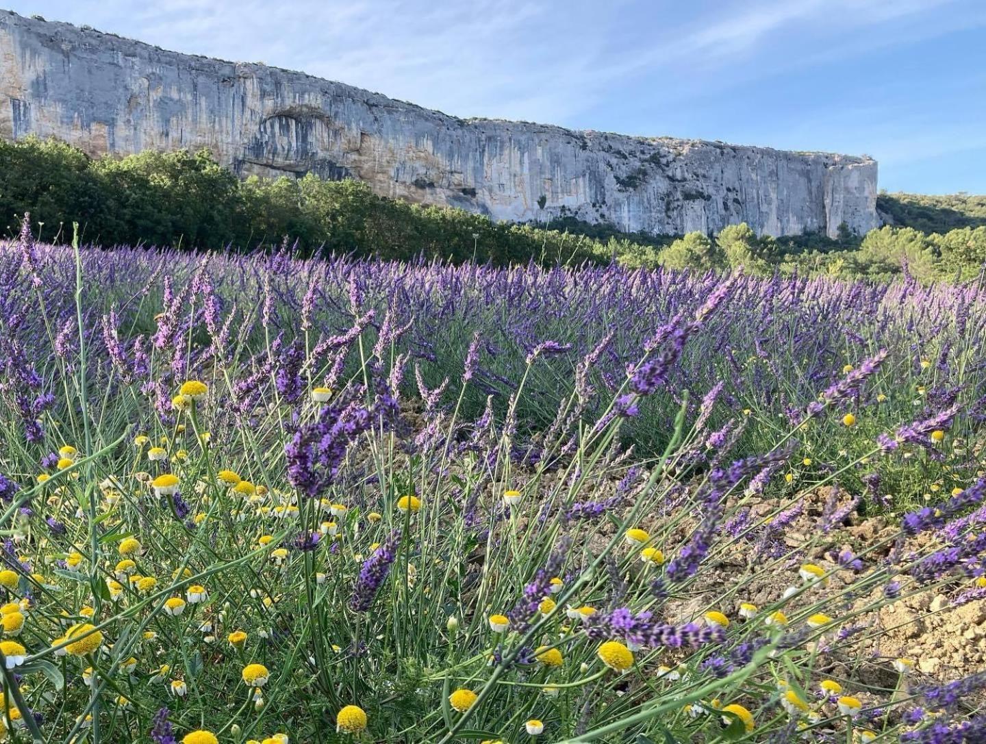 Gite La Madeleine Du Luberon. Lioux エクステリア 写真